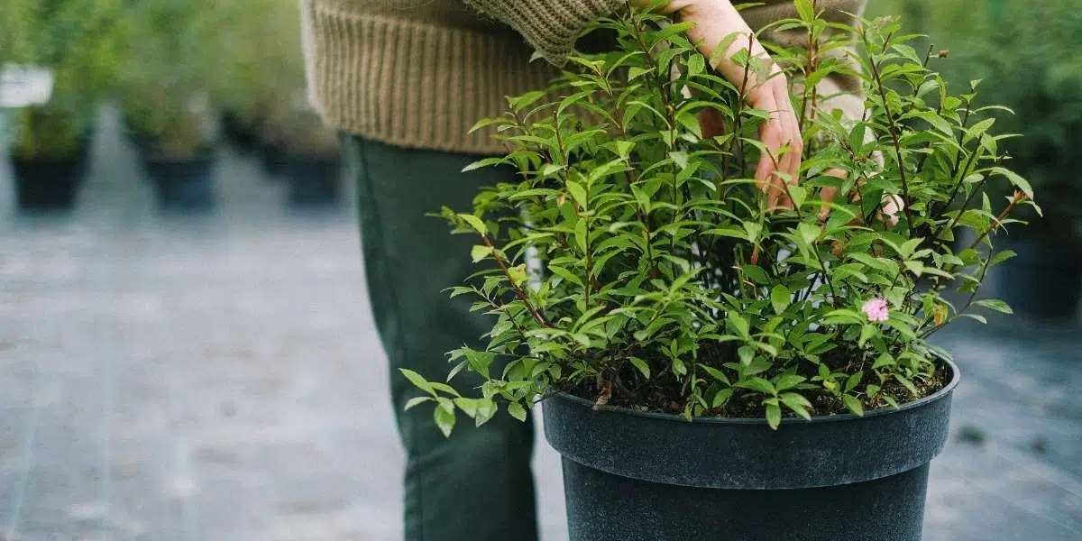 8 proyectos de hogar para probar este invierno 1 poda