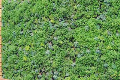 Los jardines están creciendo... 1 9119 0 1