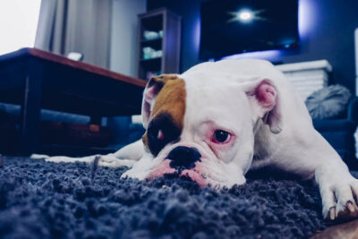 Encuentra el alquiler perfecto en 5 pasos 1 adorable animal canine 164446 g strongoptimized