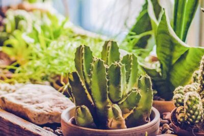 ¿Puedo exigir un depósito en la venta de mi casa? 1 cacti plants pot plants 1200360 g strongoptimized e1563787421898
