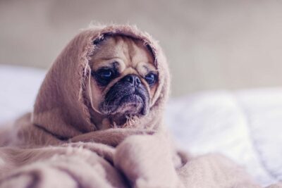 Consulta nuestra checklist de vacaciones para prepararte para tu viaje 1 cute dog