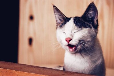 ¿Por qué asegurar? 4 situaciones en las que te alegrarás de tener cobertura 1 smiling cat