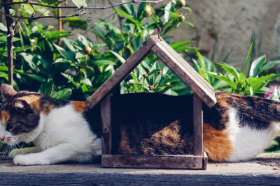 ¿Se permiten mascotas en el alquiler? 1 tomas tuma 1164653 unsplash g strongoptimized